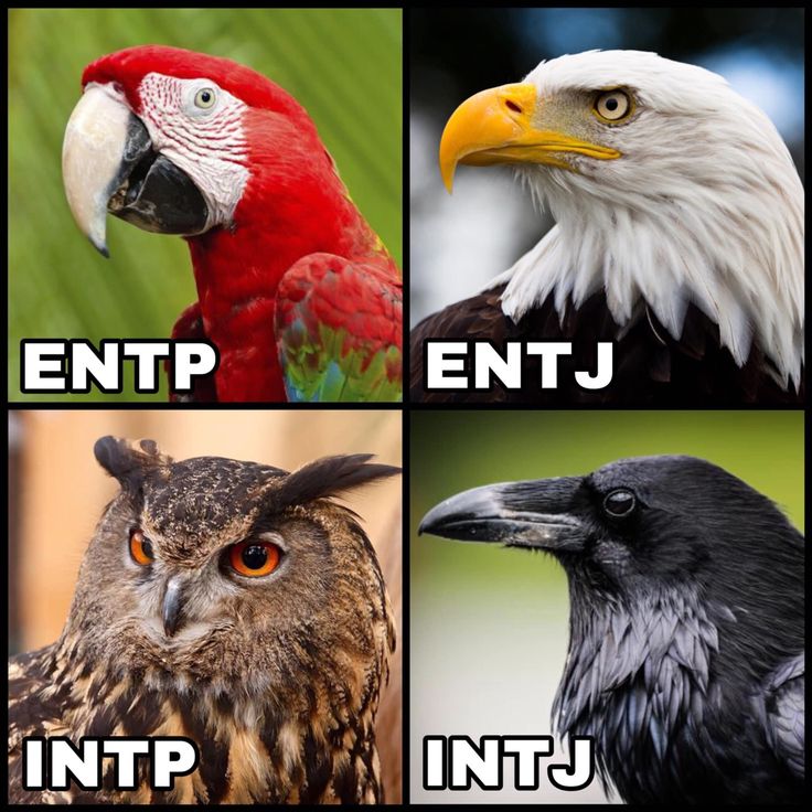 Analysts NT ENTP ENTJ INTP INTJ