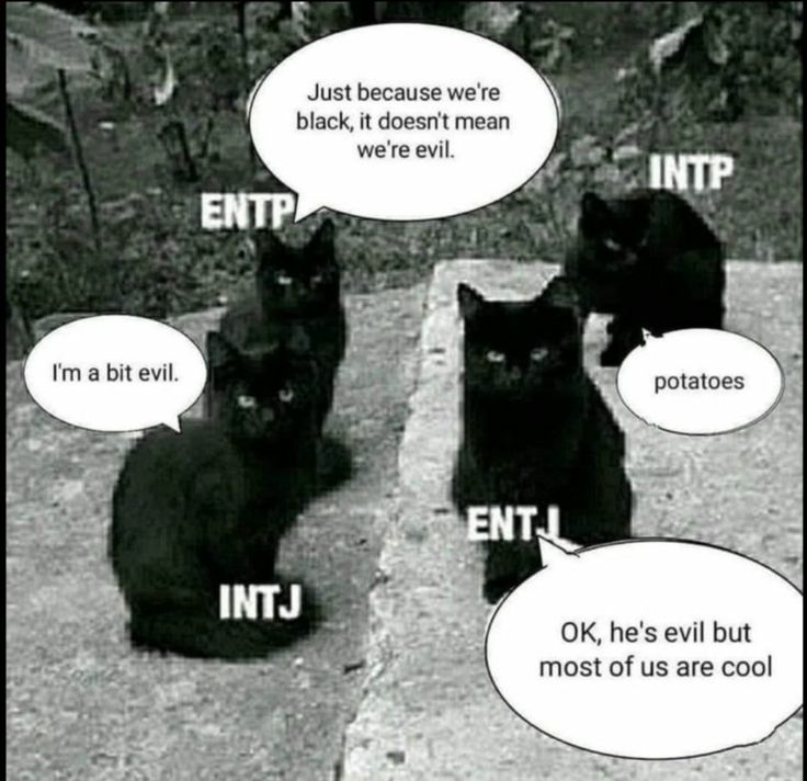 Myers-Briggs MBTI Analysts black cat